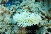 Gebleichte Koralle im Roten Meer (Sharm el Sheikh, Ägypten, Rotes Meer) - Bleached Coral (Sharm el Sheikh, Aegypt, Red Sea)