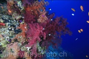 Klunzingers Weichkorallen am Riff von Ras Nasrani (Dendronephthya klunzingeri), (Sharm el Sheikh, Ägypten, Rotes Meer) - Soft Coral (Sharm el Sheikh, Aegypt, Red Sea)