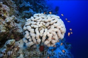 Bogen-Blasenkoralle (Plerogyra sinuosa), (Sharm el Sheikh, Ägypten, Rotes Meer) - Bubble Coral (Sharm el Sheikh, Aegypt, Red Sea)