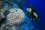 Taucherin mit Bogen-Blasenkoralle (Plerogyra sinuosa), (Sharm el Sheikh, Ägypten, Rotes Meer) - Scubadiver and Bubble Coral (Sharm el Sheikh, Aegypt, Red Sea)
