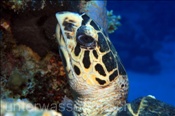 Echte Karettschildkröte im Korallenriff, Eretmochelys imbricata, Ägypten, Rotes Meer, Hawksbill Sea Turtle, Aegypt, Red Sea