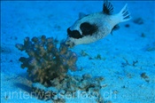 Masken-Kugelfisch frisst an einer Koralle, Arothron diadematus, Ägypten, Rotes Meer, Masked puffer, Aegypt, Red Sea