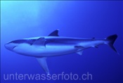 Silberspitzenhai (Carcharhinus albimarginatus) im Pazifik bei Rangiroa (Französisch Polynesien)