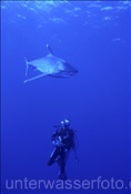 Taucher begegnet Silberspitzenhai (Carcharhinus albimarginatus) im Pazifik bei Rangiroa (Französisch Polynesien)