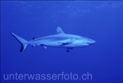 Wildtier: Grauer Riffhai (Carcharhinus amblyrhynchos) im Blauwasser von Rangiroa (Französisch Polynesien)