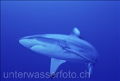 Grauer Riffhai (Carcharhinus amblyrhynchos) im Blauwasser von Rangiroa (Französisch Polynesien). 27/05/04