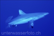 Wildtier: Grauer Riffhai (Carcharhinus amblyrhynchos) im Blauwasser von Rangiroa (Französisch Polynesien). 27/05/04