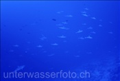 Ein Rudel Grauer Riffhaie (Carcharhinus amblyrhynchos) im Tiputa-Pass von Rangiroa (Französisch Polynesien)