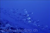 Querstreifen-Makrelen (Carangoides ferdau) am Riff von Rangiroa (Französisch Polynesien)