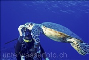 Taucher füttert eine Echte Karettschildkröte (Eretmochelys imbricata) am Riff vor Rangiroa (Französisch Polynesien)