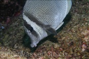 Ein Gelbschwanz Doktorfisch (Prionurus laticlavius) sucht im felsigen Riff nach Nahrung (Golf von Kalifornien, Niederkalifornien, Mexico) - Yellowtailed Surgeonfish / Razor Surgeonfish (Sea of Cortez, Baja California, Mexico)