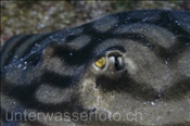 Kopfbereich eines Augenfleck-Rundrochen (Urolophus concentricus), (Golf von Kalifornien, Niederkalifornien, Mexico) - Bulls-eye Stingray (Sea of Cortez, Baja California, Mexico)