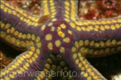 Nahaufnahme des Gelbgefleckten Seesterns (Pharia pyramidata), (Golf von Kalifornien, Niederkalifornien, Mexiko) - Yellow Spotted Starfish (Sea of Cortez, Baja California, Mexico)