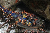 Blaue Languste (Panulirus inflatus), (Golf von Kalifornien, Niederkalifornien, Mexiko) - Blue Lobster / Blue Spiny Lobster (Sea of Cortez, Baja California, Mexico)