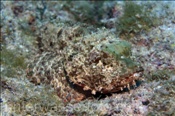 Pazifik Skorpionfisch (Scorpaena plumieri mystes) auf felsigem Meeresboden (Golf von Kalifornien, Niederkalifornien, Mexiko) - Pacific Scorpionfish / Pacific Spotted Scorpionfish  (Sea of Cortez, Baja California, Mexico)