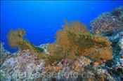 Mit Gorgonien bewachsenes Felsenriff (Golf von Kalifornien, Niederkalifornien, Mexiko) - Rocky reef and soft corals (Sea of Cortez, Baja California, Mexico)