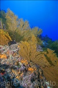 Mit Gorgonien bewachsenes Felsenriff (Golf von Kalifornien, Niederkalifornien, Mexiko) - Rocky reef and soft corals (Sea of Cortez, Baja California, Mexico)