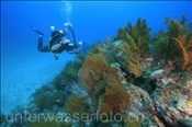 Unterwasserfotograf fotografiert ein Felsenriff (Golf von Kalifornien, Niederkalifornien, Mexiko), Underwater Photographer takes photos of rocky reef (Sea of Cortez, Baja California, Mexico)