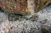 Ein Gebänderter Gitarrenrochen (Zapteryx exasperata) lieg am Meeresboden, (Golf von Kalifornien, Niederkalifornien, Mexiko) - Banded Guitarfish (Sea of Cortez, Baja California, Mexico)