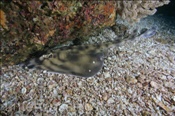 Ein Gebänderter Gitarrenrochen (Zapteryx exasperata) lieg am Meeresboden, (Golf von Kalifornien, Niederkalifornien, Mexiko) - Banded Guitarfish (Sea of Cortez, Baja California, Mexico)