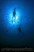 Taucher im Freiwasser (Golf von Kalifornien, Niederkalifornien, Mexiko), Scubadivers in the open sea (Sea of Cortez, Baja California, Mexico)