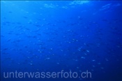 Ein Schwarm Gestreifte Bonitos (Sarda orientalis) in der Nähe eines Unterwasserbergs (Golf von Kalifornien, Niederkalifornien, Mexiko) - Striped Bonitos (Sea of Cortez, Baja California, Mexico)