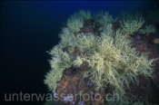 Felsenriff eines Unterwasserbergs (Golf von Kalifornien, Niederkalifornien, Mexiko) - Sea mount (Sea of Cortez, Baja California, Mexico)