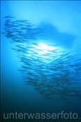 Pelikan Barrakudas (Sphyraena idiastes) bilden einen Schwarm (Golf von Kalifornien, Niederkalifornien, Mexiko) - Pelican Barracuda (Sea of Cortez, Baja California, Mexico)