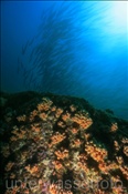 Pelikan Barrakudas (Sphyraena idiastes) kreisen über einem Unterwasserberg (Golf von Kalifornien, Niederkalifornien, Mexiko) - Pelican Barracuda over sea mount (Sea of Cortez, Baja California, Mexico)