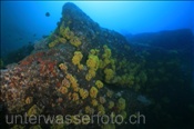 Felsenriff eines Unterwasserbergs (Golf von Kalifornien, Niederkalifornien, Mexiko) - Sea mount (Sea of Cortez, Baja California, Mexico)