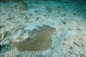 Der Entemedor Zitterrochen (Narcine entemedor) kann Stromstösse bis zu 37 Volt erzeugen (Golf von Kalifornien, Niederkalifornien, Mexiko) - Giant Numbfish / Giant Electric Ray / Cortez Electric Ray (Sea of Cortez, Baja California, Mexico)