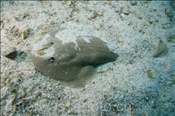 Der Entemedor Zitterrochen (Narcine entemedor) kann Stromstösse bis zu 37 Volt erzeugen (Golf von Kalifornien, Niederkalifornien, Mexiko) - Giant Numbfish / Giant Electric Ray / Cortez Electric Ray (Sea of Cortez, Baja California, Mexico)