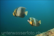 Cortez-Kaiserfische (Pomacanthus zonipectus), (Golf von Kalifornien, Niederkalifornien, Mexiko) - Cortez Angelfish (Sea of Cortez, Baja California, Mexico)