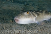 Ring-Kugelfisch (Sphoeroides annulatus), (Golf von Kalifornien, Niederkalifornien, Mexiko) - Bullseye Puffer (Sea of Cortez, Baja California, Mexico)