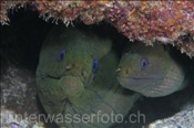 Kastanienmuränen (Gymnothorax castaneus) in einer Höhle (Golf von Kalifornien, Niederkalifornien, Mexiko) - Cestnut Moray Eel / Panamic Green Moray Eel  (Sea of Cortez, Baja California, Mexico)