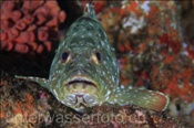Sternen-Zackenbarsch (Epinephelus labriformes), (Golf von Kalifornien, Niederkalifornien, Mexiko) - Starry Grouper / Flag Cabrilla (Sea of Cortez, Baja California, Mexico)