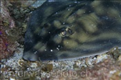 Kopfbereich eines Gebänderten Gitarrenrochens (Zapteryx exasperata), (Golf von Kalifornien, Niederkalifornien, Mexiko) - Banded Guitarfish (Sea of Cortez, Baja California, Mexico)