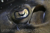 Auge eines Gebänderten Gitarrenrochens (Zapteryx exasperata), (Golf von Kalifornien, Niederkalifornien, Mexiko) - Banded Guitarfish (Sea of Cortez, Baja California, Mexico)