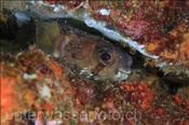 Braunflecken-Igelfisch (Didon holacanthus) versteckt sich in einer Riffspalte (Golf von Kalifornien, Niederkalifornien, Mexiko) - Porcupine Puffer Fish (Sea of Cortez, Baja California, Mexico)