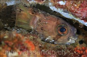 Braunflecken-Igelfisch (Didon holacanthus) versteckt sich in einer Riffspalte (Golf von Kalifornien, Niederkalifornien, Mexiko) - Porcupine Puffer Fish (Sea of Cortez, Baja California, Mexico)