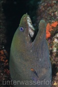 Kastanienmuräne (Gymnothorax castaneus) schaut aus einer Felsspalte hervor (Golf von Kalifornien, Niederkalifornien, Mexiko) - Cestnut Moray Eel / Panamic Green Moray Eel  (Sea of Cortez, Baja California, Mexico)