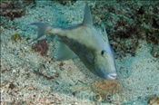 Ostpazifischer Drückerfisch (Balistes polylepis) bewacht sein Gelege im Sandboden (Golf von Kalifornien, Niederkalifornien, Mexiko) - Finescale Triggerfish (Sea of Cortez, Baja California, Mexico)