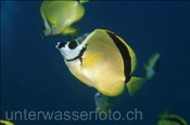 Putz-Falterfische (Johnrandallia nigrirostris) leben gerne im Schwarm (Golf von Kalifornien, Niederkalifornien, Mexiko) - Blacknosed Butterflyfish / Barberfish  (Sea of Cortez, Baja California, Mexico)