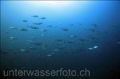 Gestreifte Bonitos (Sarda orientalis) in der Nähe eines Unterwasserbergs (Golf von Kalifornien, Niederkalifornien, Mexiko) - Striped Bonitos (Sea of Cortez, Baja California, Mexico)