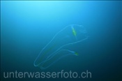 Rippenqualle (Velamen parallelum) treibt im Freiwasser (Golf von Kalifornien, Niederkalifornien, Mexiko) - Comb Jellyfish (Sea of Cortez, Baja California, Mexico)