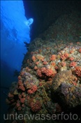 Farbenprächtig bewachsenes Felsenriff (Golf von Kalifornien, Niederkalifornien, Mexiko) - Colourful rocky reef  (Sea of Cortez, Baja California, Mexico)
