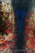 Farbenprächtig bewachsene Unterwasserhöhle (Golf von Kalifornien, Niederkalifornien, Mexiko) - Underwater cave (Sea of Cortez, Baja California, Mexico)