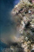 Eine La Paz Perlauster (Pinctada mazatlanica) gibt ihren Laich ins Wasser ab (Golf von Kalifornien, Niederkalifornien, Mexiko) - Spawning pearl oyster (Sea of Cortez, Baja California, Mexico)