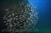 Scherenschwanz Riffbarsche (Chromis atrilobata), (Golf von Kalifornien, Niederkalifornien, Mexiko) - Scissortail Damselfish (Sea of Cortez, Baja California, Mexico)