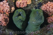 Kastanienmuränen (Gymnothorax castaneus) schauen aus einer Felsspalte hervor (Golf von Kalifornien, Niederkalifornien, Mexiko) - Cestnut Moray Eel / Panamic Green Moray Eel  (Sea of Cortez, Baja California, Mexico)